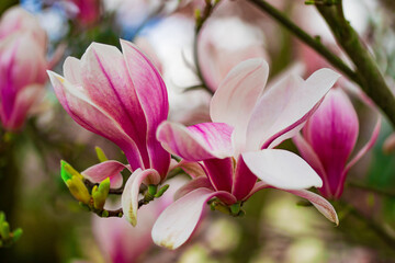 Blooming flowers of the magnolia