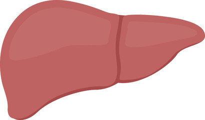 Flat vector Human Liver EPS