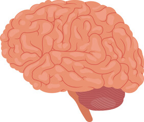Flat vector Human Brain EPS