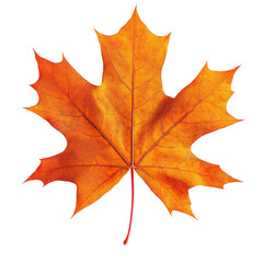 Obraz premium The Last Dance of Autumn A Vibrant Maple Leaf.