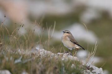 The northern wheatear or wheatear  (Oenanthe oenanthe) , small passerine bird that lives at high altitudes, winter plumage.