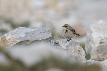 The northern wheatear or wheatear  (Oenanthe oenanthe) , small passerine bird that lives at high altitudes, winter plumage.