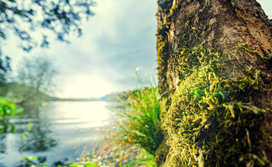 Fototapeta premium Close-Up of Mossy tree trunk by a calm river in a serene nature setting - Blurred background. Macrophotography, Selective focus.