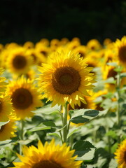 Beautiful Sunflowers on a Bright Sunny Midwestern Day