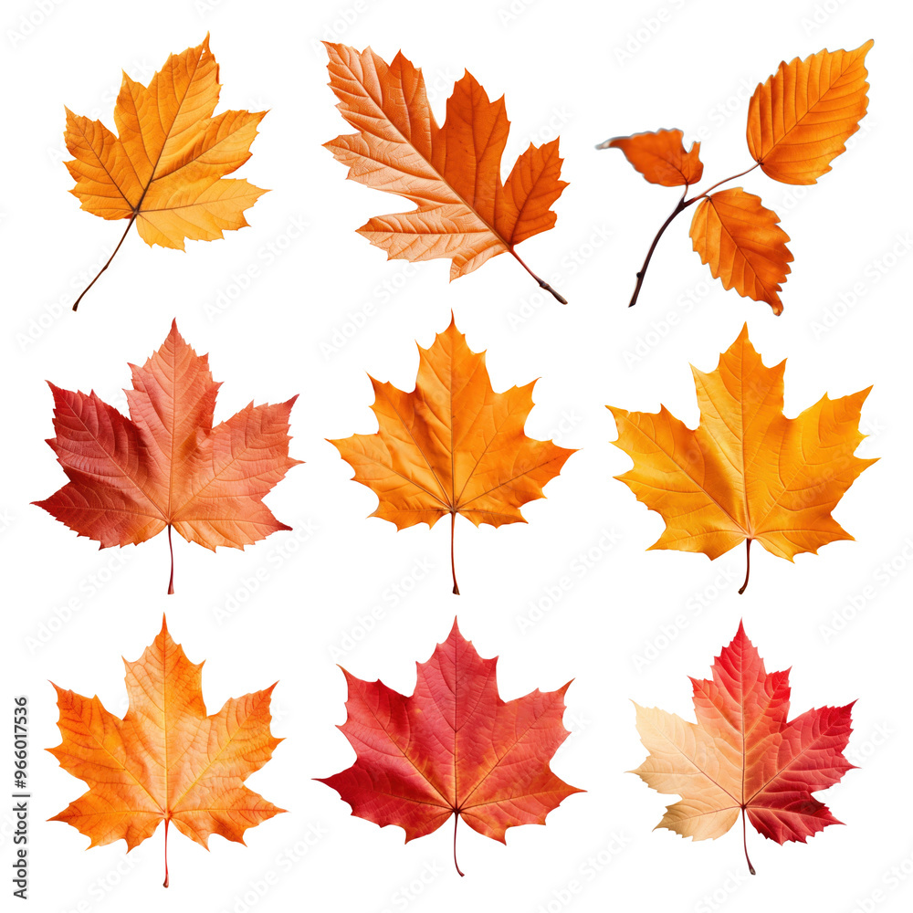 Wall mural Autumn leaves png cut out set