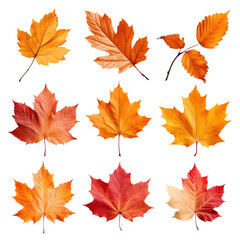 Obraz premium Autumn leaves png cut out set