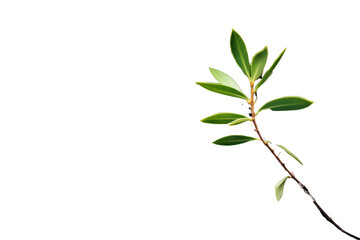 Fototapeta premium Photo of an olive branch emerging from a crack in a wall, isolated on a white background.