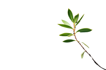 Photo of an olive branch emerging from a crack in a wall, isolated on a white background.