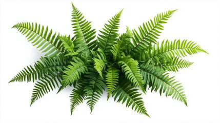 fern leaf isolated on white background
