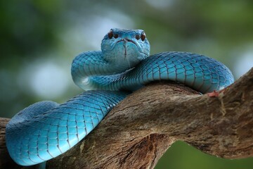 Potrait blue viper snake on branch, viper snake, blue insularis, trimeresurus insularis, 09 September 2024 Indonesia