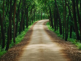 Fototapeta premium Path through a peaceful forest, dense trees forming a natural canopy, eco-friendly retreat