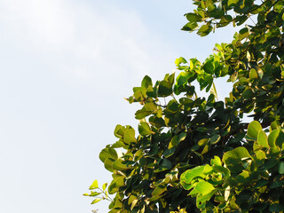 Tree tops leaves and evening light for nature copy space background