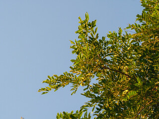 Tree tops leaves and evening light for nature copy space background