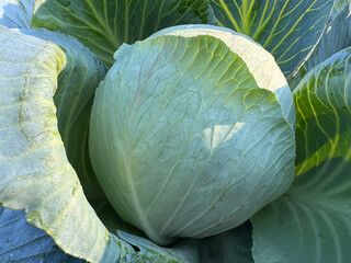 Head of white cabbage vegetable