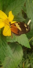 butterfly on leaf