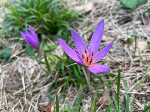 PEQUE&Ntilde;A PLANTA SILVESTRE. LA PLANTA TIENE DOS FLORES. UNA FLOR EST&Aacute; ABIERTA, OTRA FLOR EST&Aacute; CERRADA. LAS FLORES SON DE COLOR MORADO. DETALLE. COLCHICUM MONTANUM.