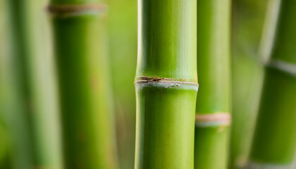 Obraz premium Texture of green bamboo trunks, natural pattern. Perfect for serene and organic background.