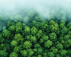 Rainforest canopy, mist rising from the ground, towering trees, rich green tones