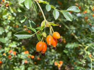 LA PLANTA CUBRE TODO EL FONDO. HOJAS Y FRUTOS DE COLOR ROJO. ESCARAMUJO.