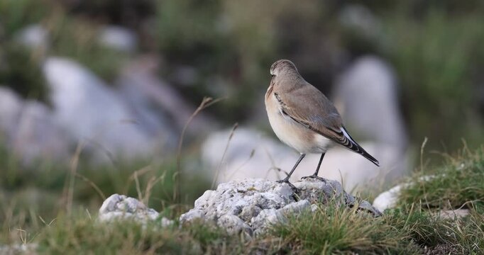 The northern wheatear or wheatear  (Oenanthe oenanthe) , small passerine bird that lives at high altitudes, winter plumage.