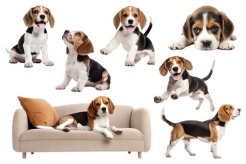 Cute Beagle dog png element set, transparent background