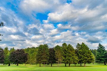Landscape with forest or park in summer. Evergreen nature. Meadow in wood forest. Forest in summer nature. Forest environment. Green nature. Tree growing in park. Nature wilderness landscape