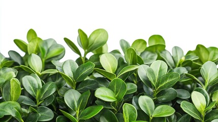 Obraz premium fresh green evergreen boxwood foliage close-up on white background ideal for landscaping botanical gardens and natural decor