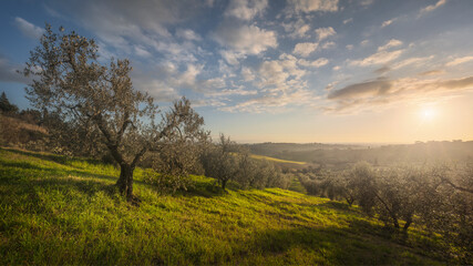 Obraz premium Olive grove in Alta Maremma. Landscape in Casale Marittimo, Tuscany, Italy