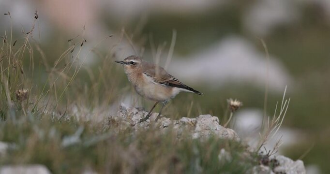 The northern wheatear or wheatear  (Oenanthe oenanthe) , small passerine bird that lives at high altitudes, winter plumage.