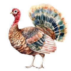 Watercolor Thanksgiving Turkey - Festive Fall Bird Illustration.
