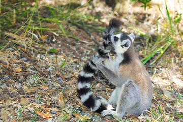 ring-tailed gray lemur in natural environment Madagascar.