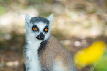 ring-tailed gray lemur in natural environment Madagascar.