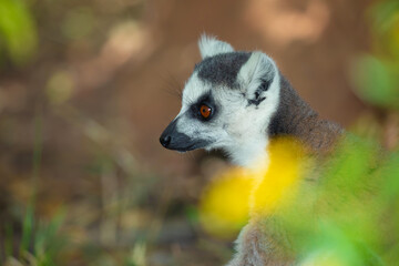 Obraz premium ring-tailed gray lemur in natural environment Madagascar.