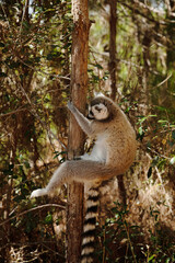 ring-tailed gray lemur in natural environment Madagascar.