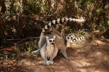 ring-tailed gray lemur in natural environment Madagascar.