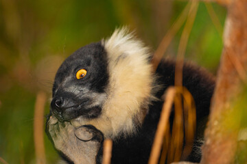 black and white ruffed lemur in natural habitat, Madagascar
