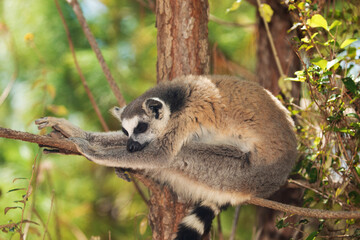 ring-tailed gray lemur in natural environment Madagascar.Close-up, cute primate