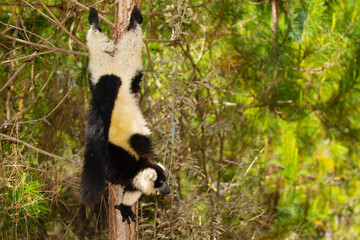Obraz premium black and white ruffed lemur in natural habitat, Madagascar