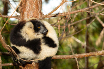 Fototapeta premium black and white ruffed lemur in natural habitat, Madagascar