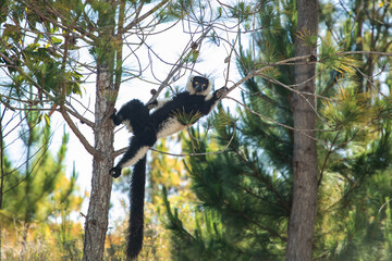 black and white ruffed lemur in natural habitat, Madagascar