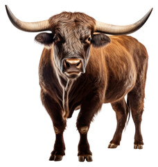 Naklejka premium PNG Bull livestock wildlife standing.