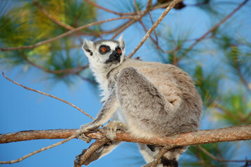 ring-tailed gray lemur in natural environment Madagascar. © Elena