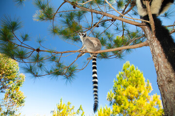 ring-tailed gray lemur in natural environment Madagascar. © Elena