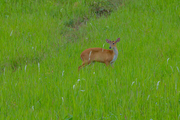 Deer on a forest filed during sunrise in early