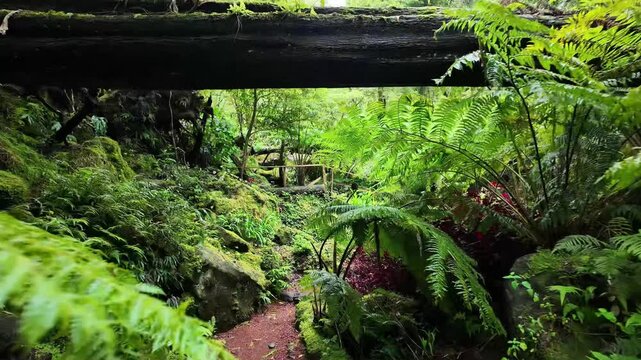 Walk in the Park do Grena, among giant ferns and lush vegetation.