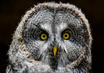 A close up of a Great grey owl