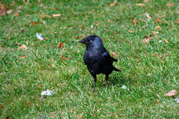 Fototapeta premium close up of the jackdaw a small black crow with a distinctive silvery sheen to the back of its head