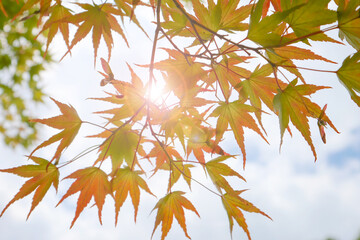 Maple leaves and summer sunlight