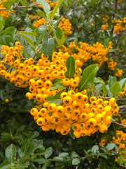 orange berry's in the garden.