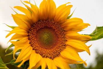 Naklejka premium Macro photo of Sunflower Blooming in Garden
